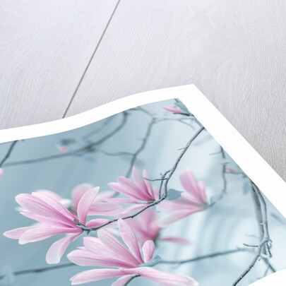 Magnolia flowers by Assaf Frank